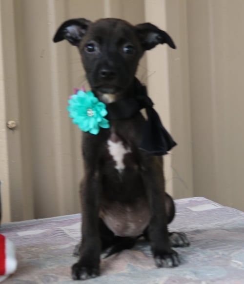 PISTOL - Cairn Terrier / Chihuahua available for adoption