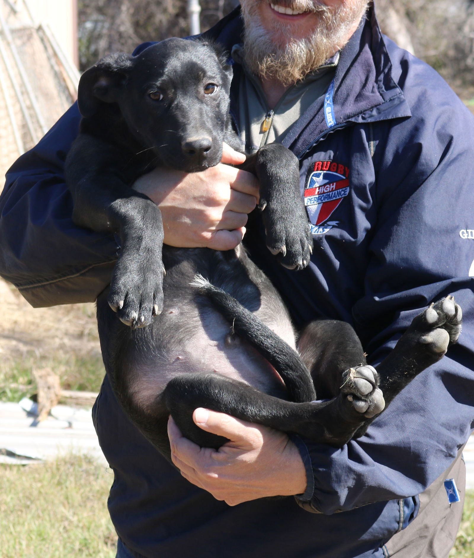 KOTA - Labrador Retriever / German Shepherd Dog available for adoption