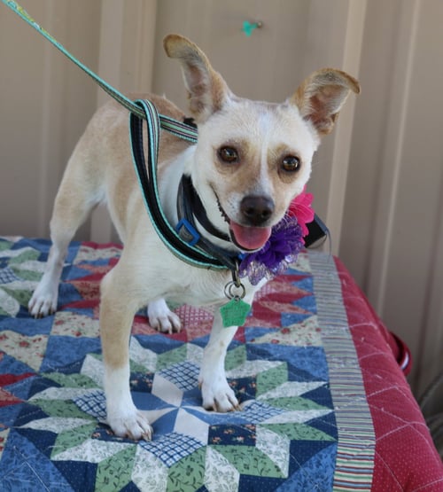 LAYLA - Chihuahua / Dachshund available for adoption