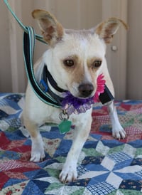 Layla - Photo 3