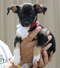 Pixie - Photo 2
