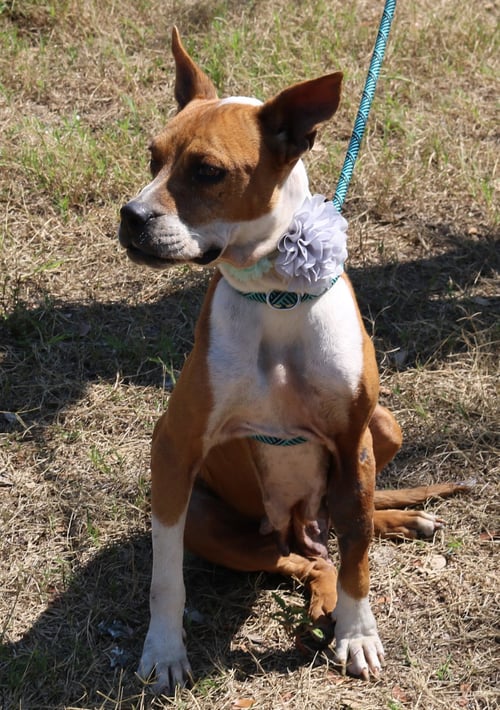 HONEY - Boxer available for adoption