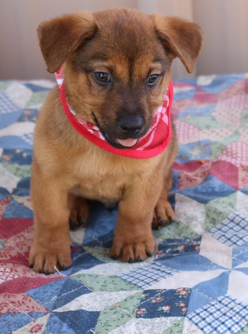 MASON JAR - Dachshund / Black Mouth Cur for adoption in Everett