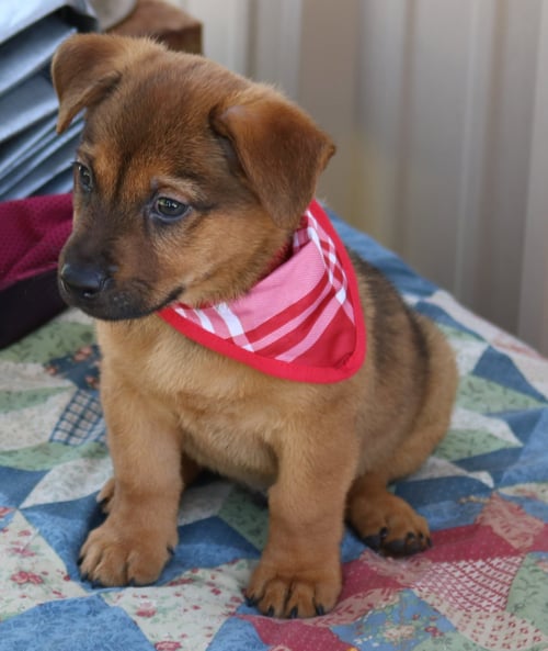 MASON JAR - Dachshund / Black Mouth Cur available for adoption