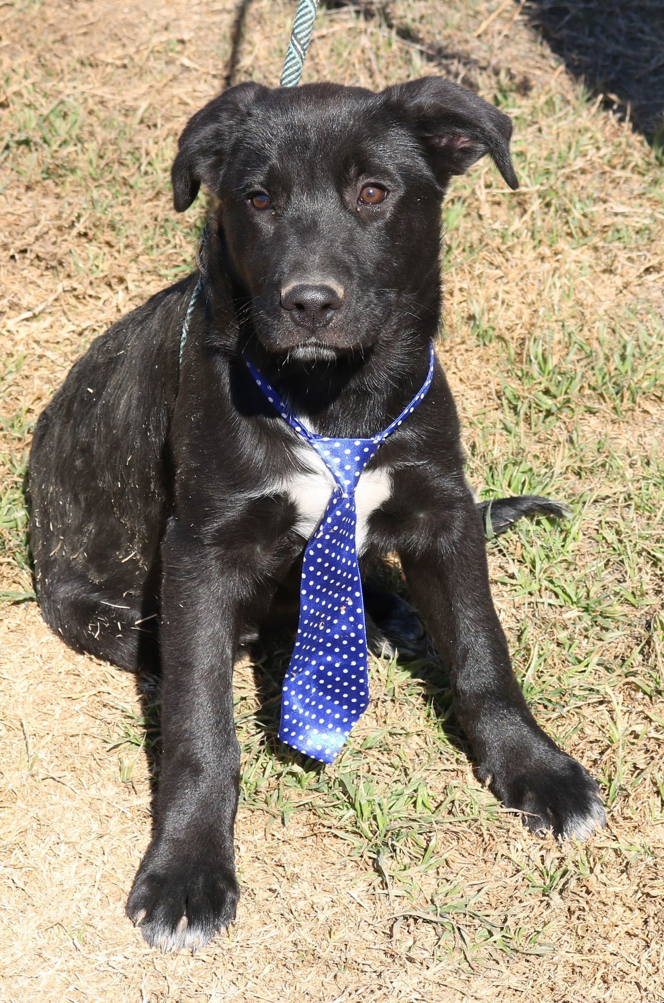 TUG - Labrador Retriever / German Shepherd Dog available for adoption