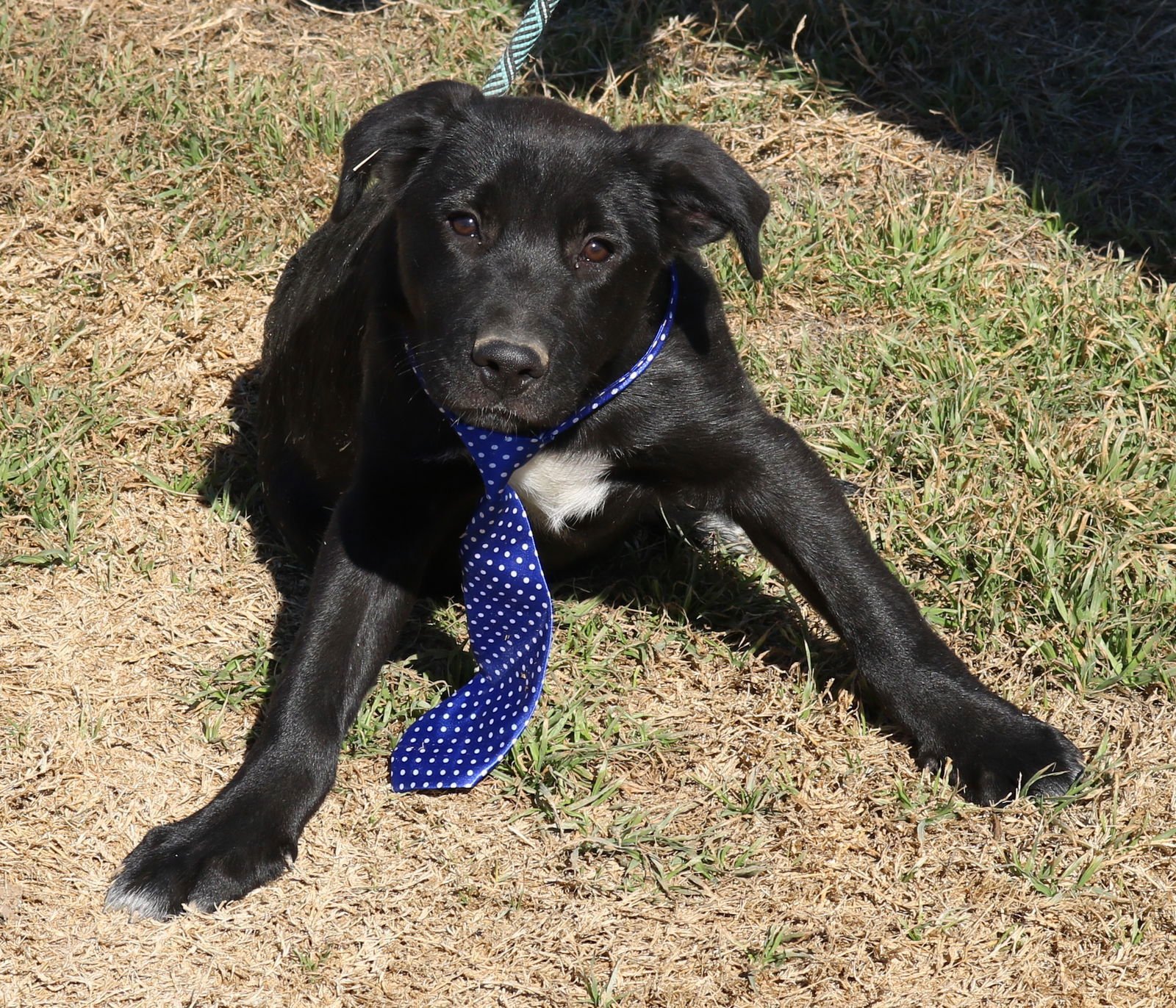 TUG - Labrador Retriever / German Shepherd Dog available for adoption