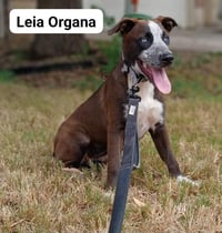 Leia - Photo 1