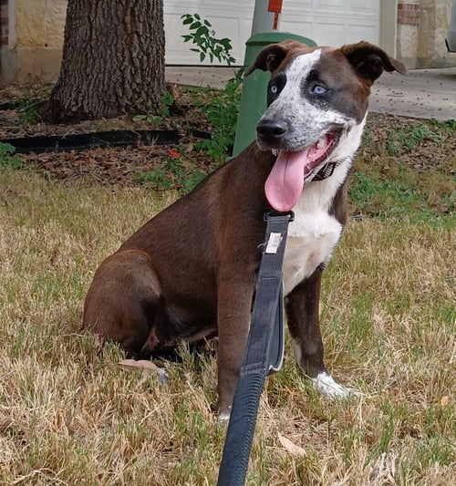 LEIA - Husky / Staffordshire Bull Terrier available for adoption