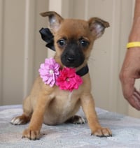 Bitsy - Photo 2