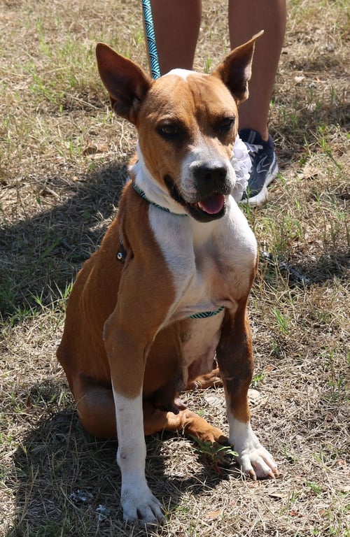 HONEY - Boxer available for adoption