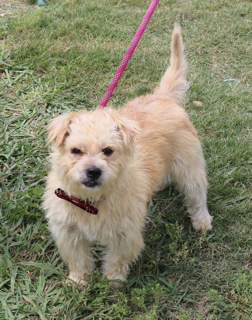 LEADER - Cairn Terrier for adoption in New Haven