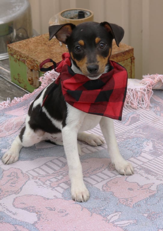 Tucker Image