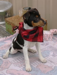 Tucker - Photo 2