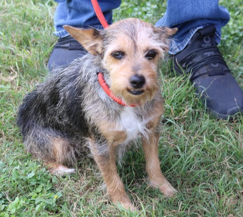 RUBY - Schnauzer / Yorkshire Terrier Yorkie available for adoption