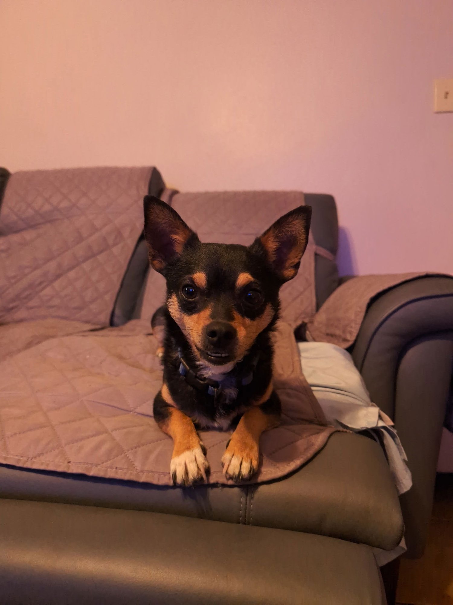 DRACO - Chihuahua / Dachshund available for adoption