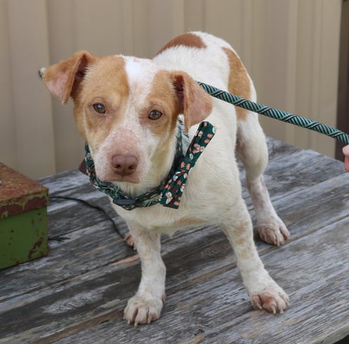 ARTY - Dachshund / Parson Russell Terrier available for adoption