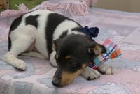 Winston - Photo 3