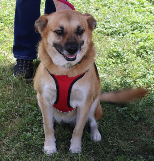 SADIE - Labrador Retriever / Shepherd available for adoption