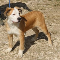 Barron - Photo 3
