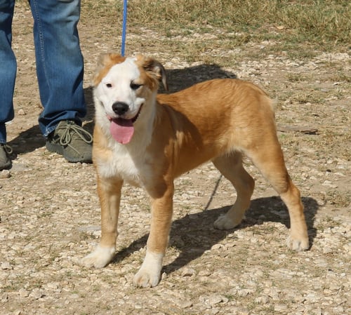 BARRON - Mastiff / Great Pyrenees available for adoption