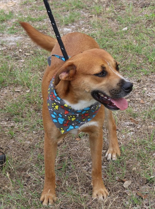APOLLO - Labrador Retriever / Black Mouth Cur available for adoption