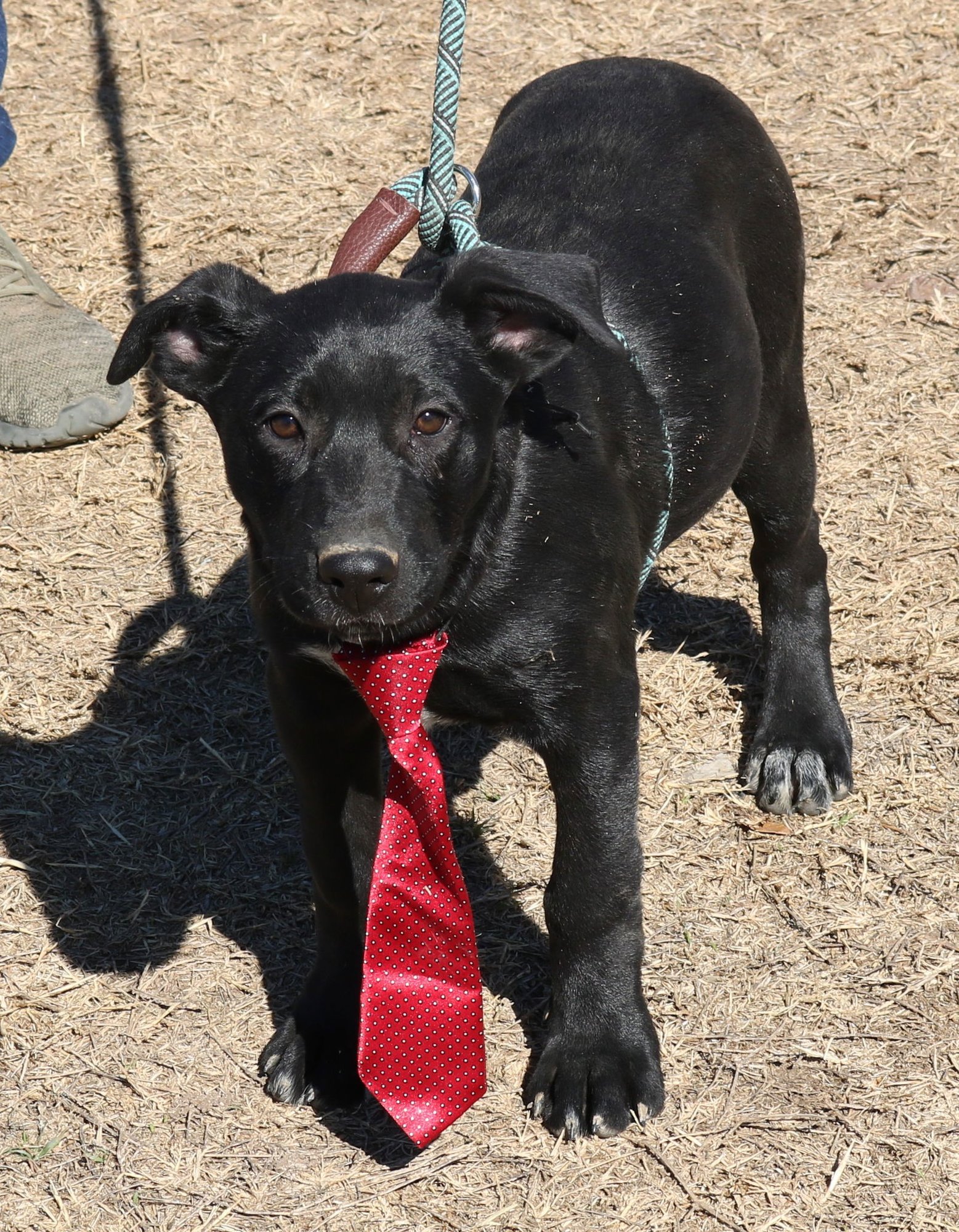 KOTA - Labrador Retriever / German Shepherd Dog available for adoption