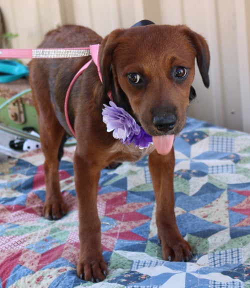 ANNABELLE - Dachshund / Havanese available for adoption