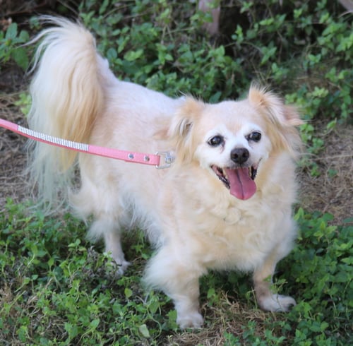 LELO - Papillon for adoption in Hartford