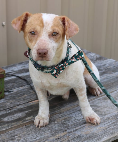 ARTY - Dachshund / Parson Russell Terrier available for adoption