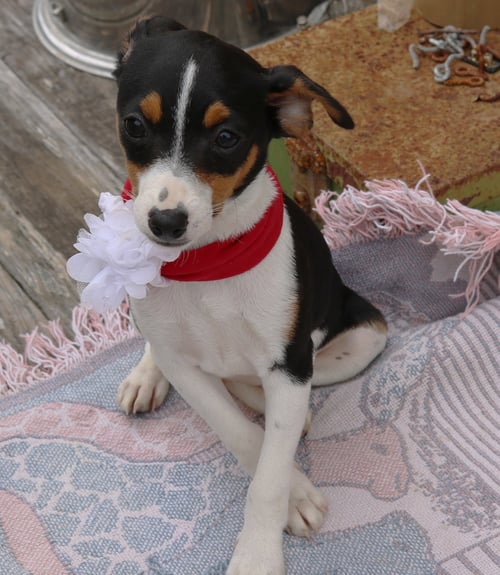 JUNIORITA - Rat Terrier available for adoption