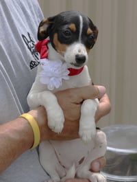 Juniorita - Photo 3