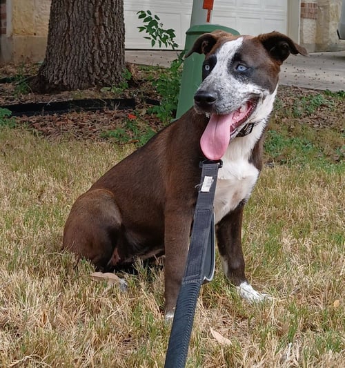 LEIA - Husky / Staffordshire Bull Terrier available for adoption