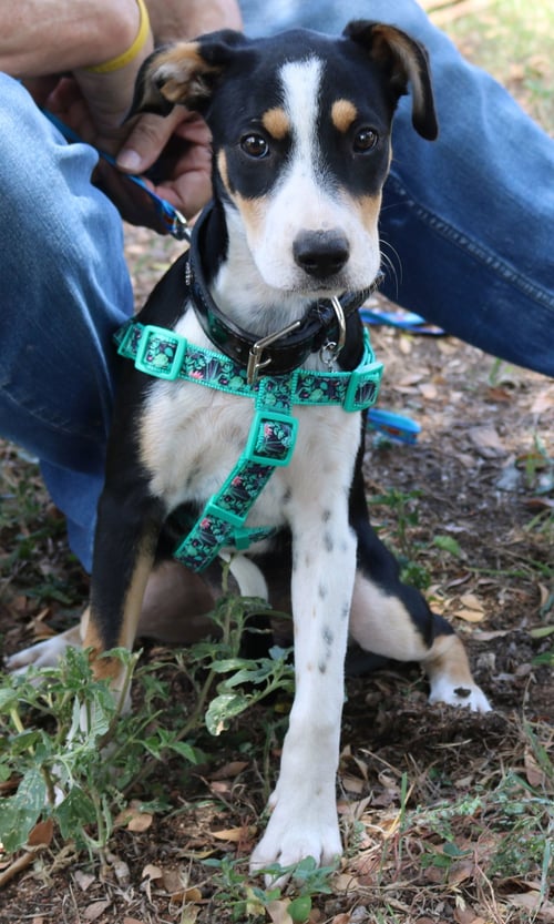 IRELAND - Labrador Retriever / Australian Shepherd available for adoption