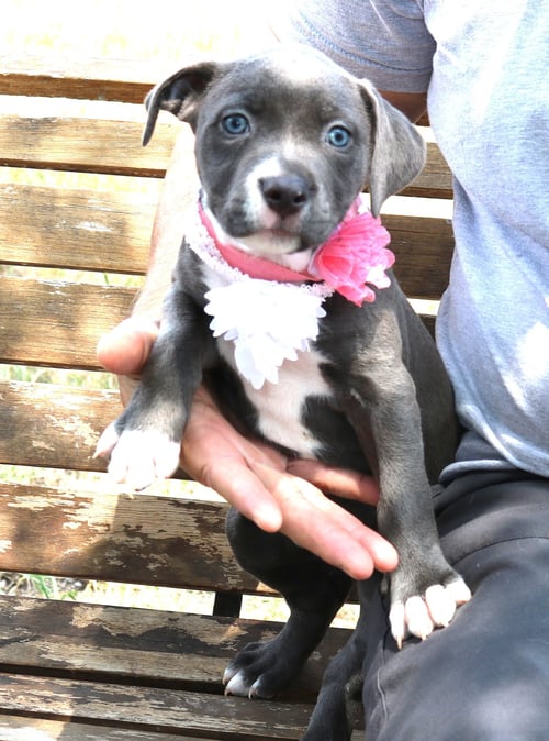 GINGER - Pit Bull Terrier available for adoption