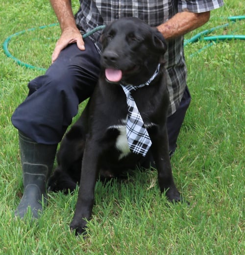 TUG - Labrador Retriever / German Shepherd Dog available for adoption