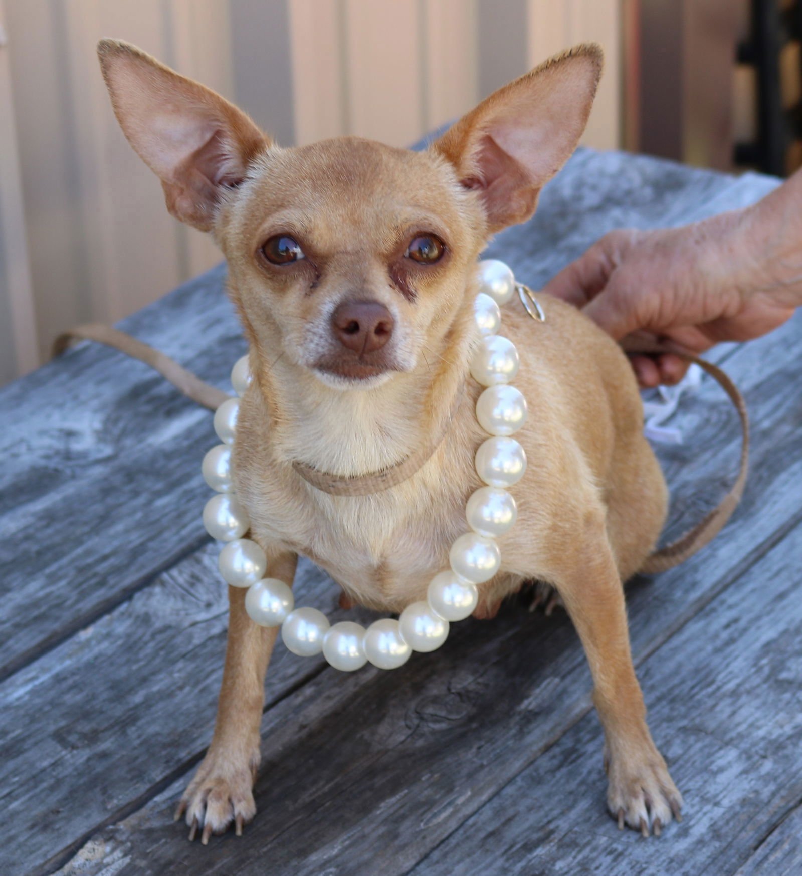 BUTTON - Chihuahua available for adoption