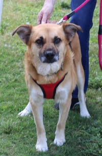 Sadie - Photo 2