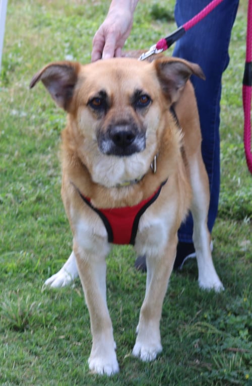 SADIE - Labrador Retriever / Shepherd available for adoption