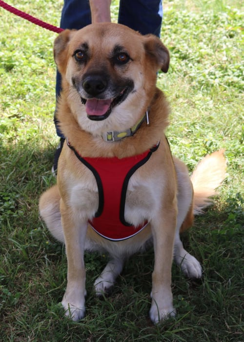 SADIE - Labrador Retriever / Shepherd available for adoption