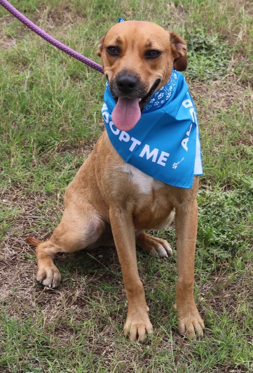 ORION - Labrador Retriever / Black Mouth Cur available for adoption