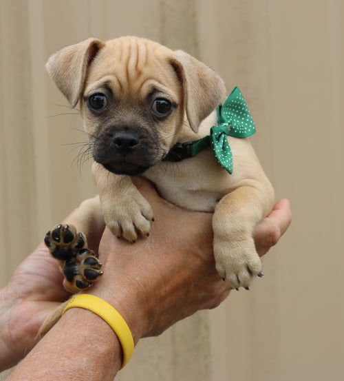 MURPHY - Pug available for adoption