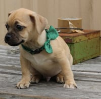 Murphy - Photo 3