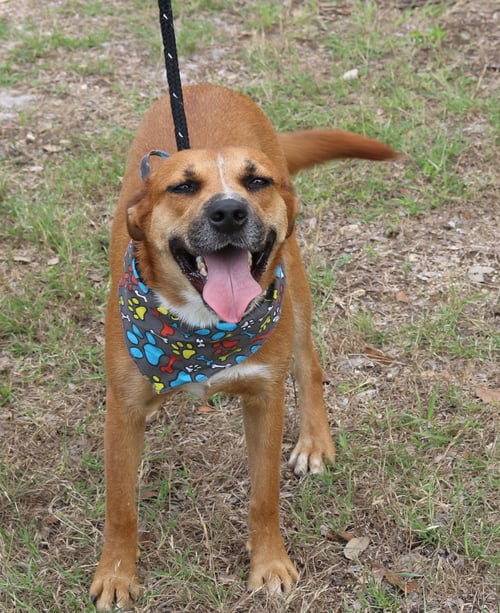 APOLLO - Labrador Retriever / Black Mouth Cur available for adoption