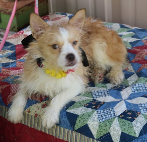 FOXY LADY - Corgi / Cairn Terrier for adoption in Everett
