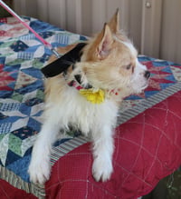 Foxy Lady - Photo 3