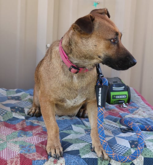 PICKLES - Staffordshire Bull Terrier / Black Mouth Cur available for adoption