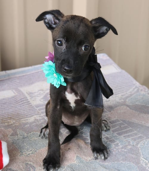 PISTOL - Cairn Terrier / Chihuahua available for adoption