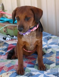 Annabelle - Photo 4