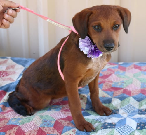 ANNABELLE - Dachshund / Havanese available for adoption