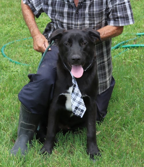 TUG - Labrador Retriever / German Shepherd Dog for adoption in Everett